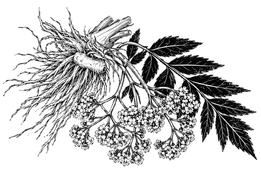 Valerian Root