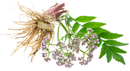 Valerian Root