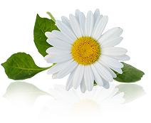Chamomile